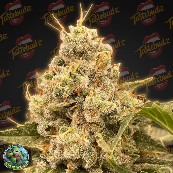 MoonBerry - (Blackberry Moonrocks)