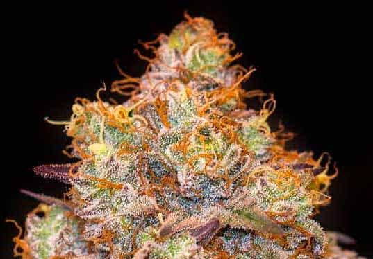 Mandarin Cookies