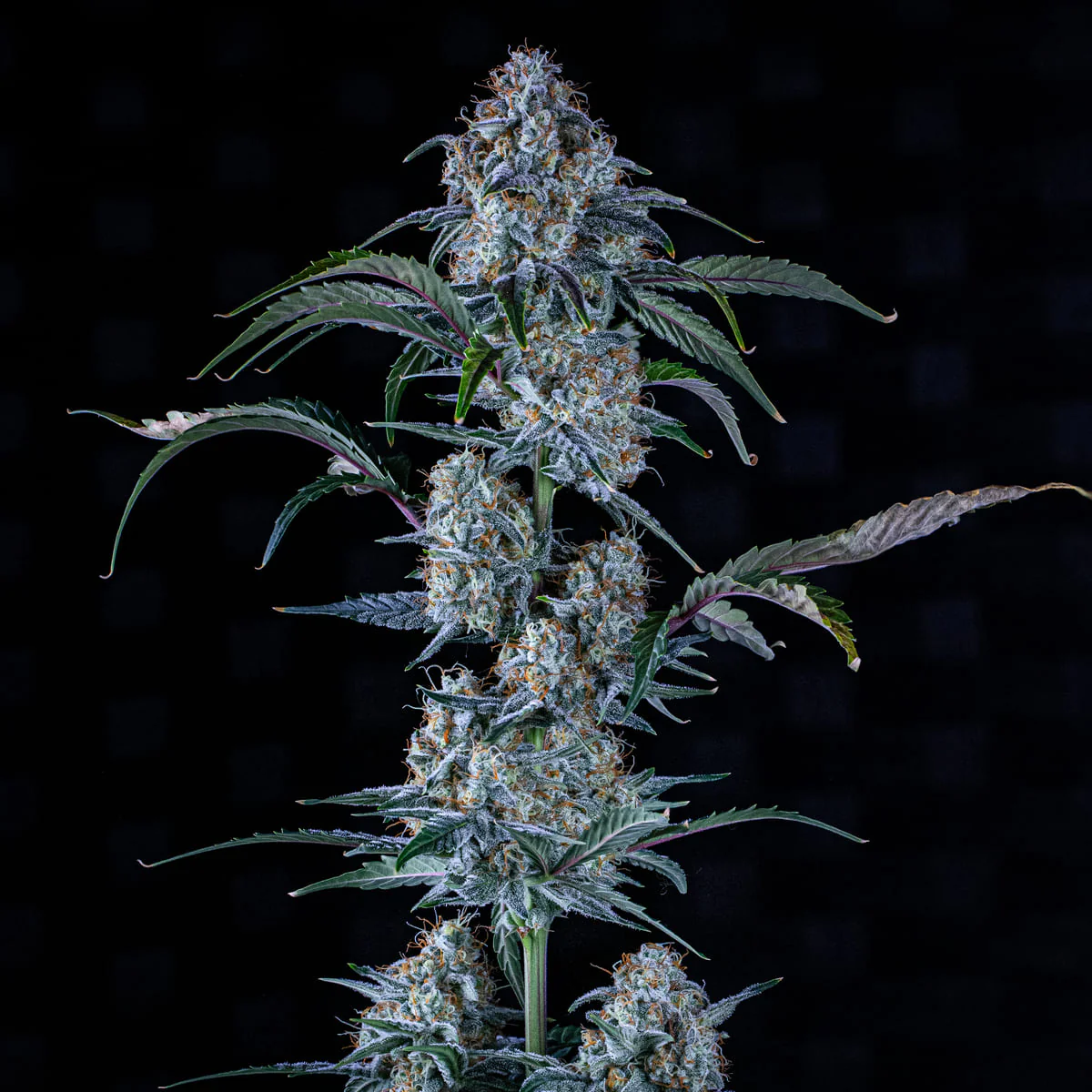Mango Smile Auto - 3