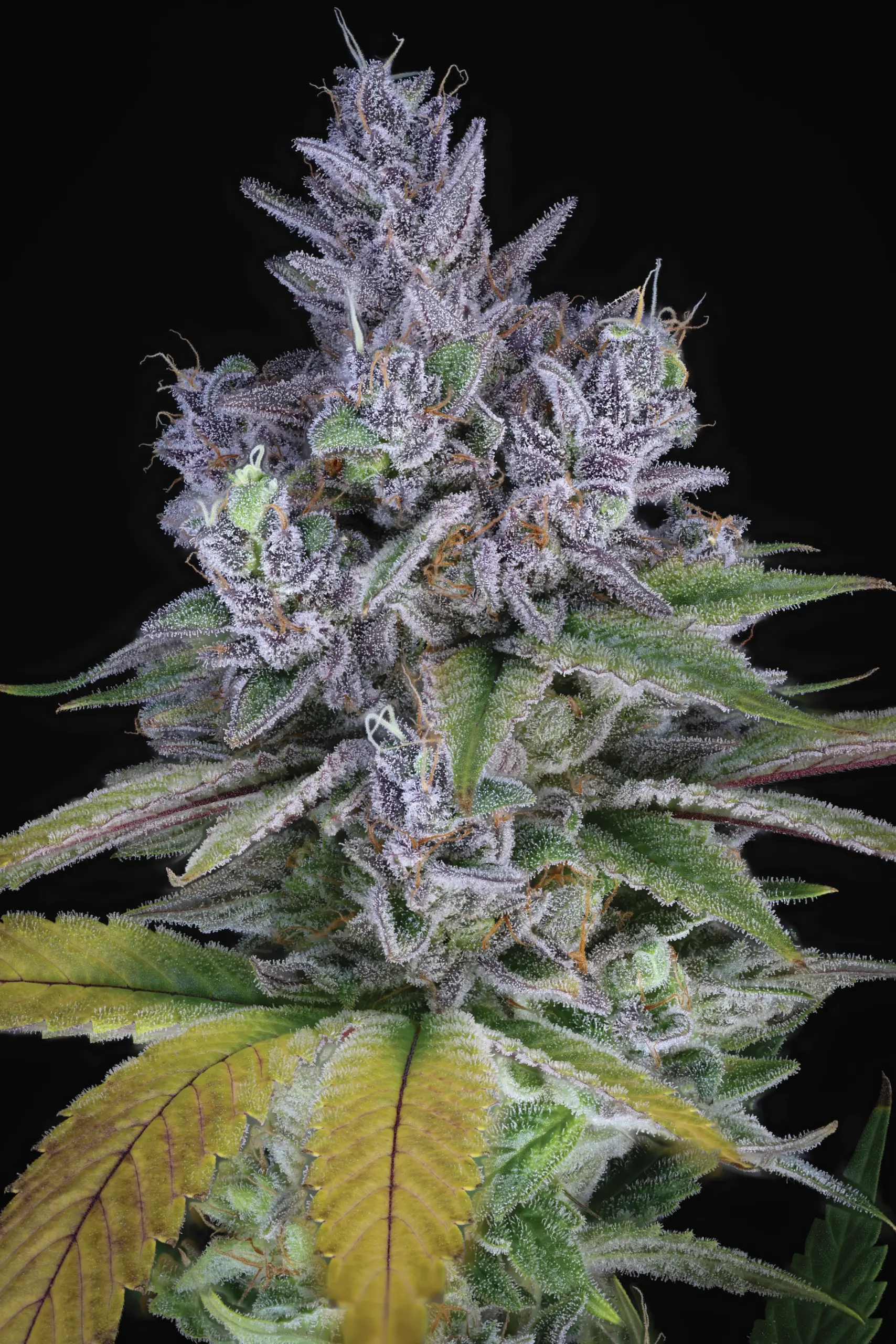 Blue Power IX2